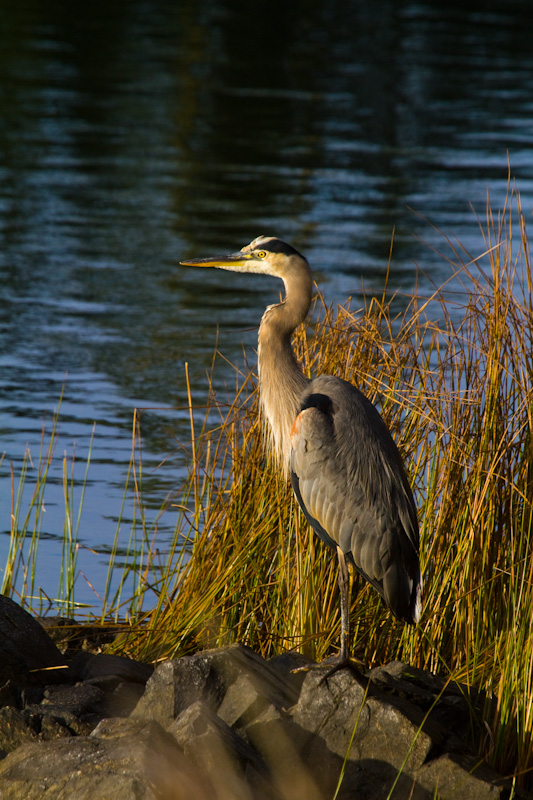 Great Blue Heron